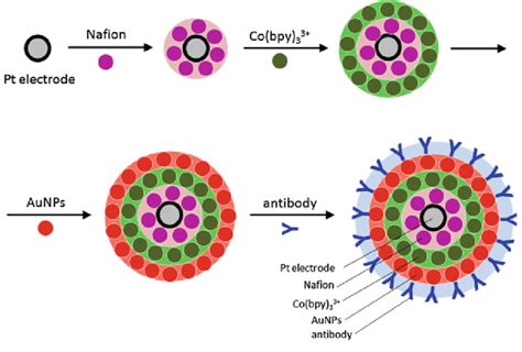 Schematic Illustration Of The Carcinoembryonic Antigen Immunosensor