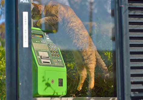 Japanese Viral Cat Photos Remind Everyone Of The Nostalgic Charm Of