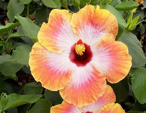 Bahama Bay Rum Runner Hibiscus Sunset Plant Collection