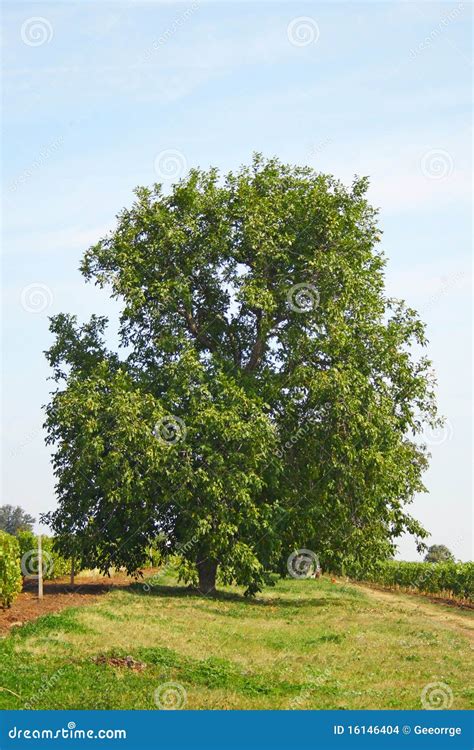 Grote Okkernootboom Stock Foto Image Of Seizoen Groot 16146404