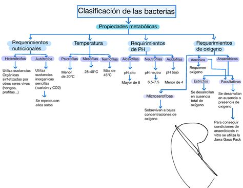 Microbiología Clasificación De Bacterias Clasificación De Las Bacterias Propiedades