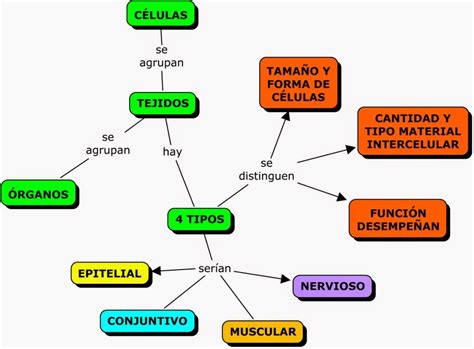 Mapa Conceptual De Los Tejidos Mapas Conceptuales