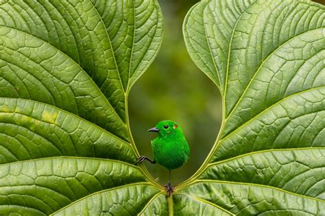 Bird Photographer Of The Year 2023 Highlights Avian Attitudes And