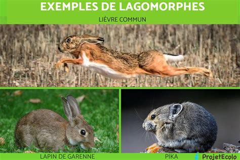 LAGOMORPHES EXEMPLES et CARACTÉRISTIQUES