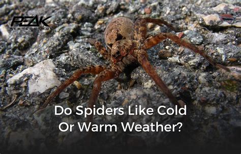 Do Spiders Like Cold Or Warm Weather Peak Pest Control Reno