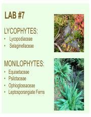 Lab 7 Slides Pdf LAB 7 LYCOPHYTES Lycopodiaceae Selaginellaceae