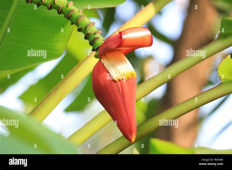 Plantaciones De Banano Fotografías E Imágenes De Alta Resolución Alamy