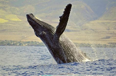 Humpbacks How To Enjoy Humpback Whales In Maui Maui Ocean Center