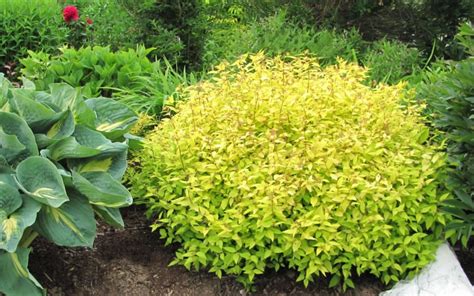 Buy Gold Mound Spirea For Sale Online From Wilson Bros Gardens