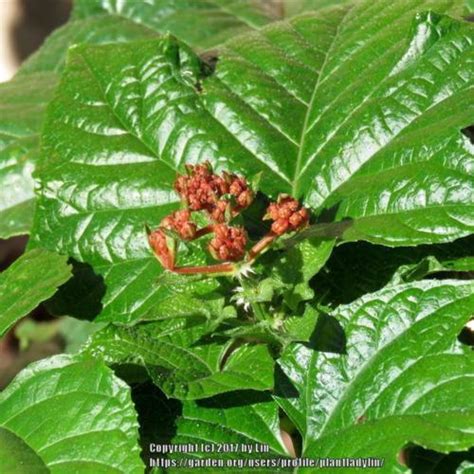 Pagoda Flower Clerodendrum Paniculatum Starshine Garden Org