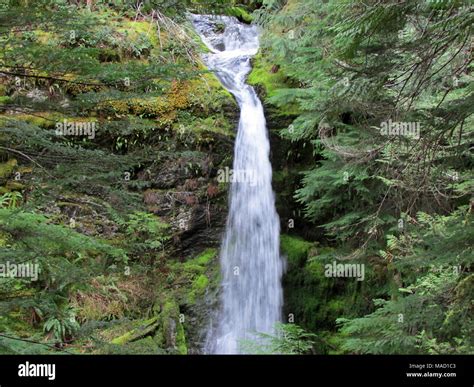 Gifford Pinchot NF in WA Stock Photo - Alamy