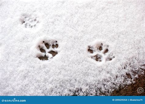 Cat Footprints In Some Snow Stock Photo Image Of Winter Coon 209429354