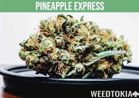 25 Best Weed Strains Of All Time 2023 Rankings Weedtokia