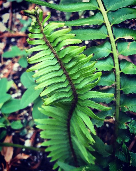 Wild Redwood Forest Fern Oil – The Butterfly Hill