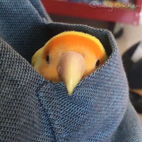 Psbattle A Bird In A Pocket R Photoshopbattles