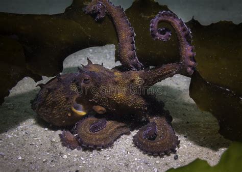 Common Octopus Octopus Vulgaris Camouflaging Itself On The Sea Floor