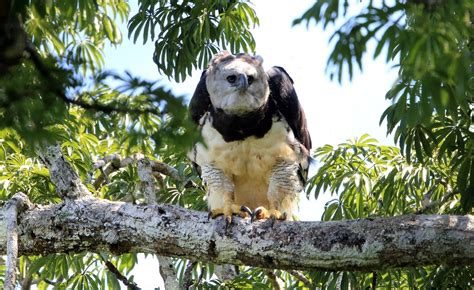 Top Imagen Importancia Del Aguila Arpia Abzlocal Mx