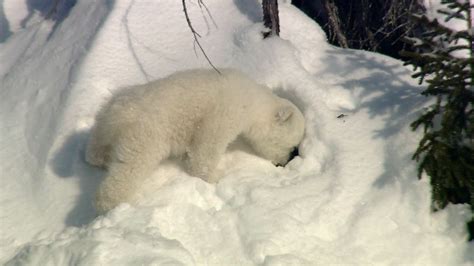 Life of Polar Bear Cubs in the Canadian Arctic | Britannica