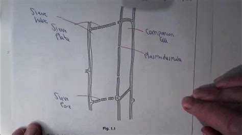 Companion cells and sieve tubes - YouTube