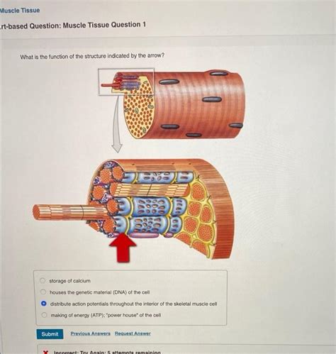 Solved Muscle Tissue Rt Based Question Muscle Tissue Chegg