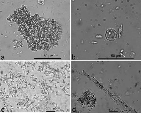 Phytolith Photographs From Archaeological And Ethnographic Assemblages Download Scientific