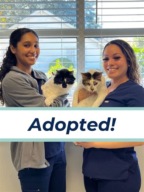 Kitten Adoptions In Tallahassee Novey Animal Hospital