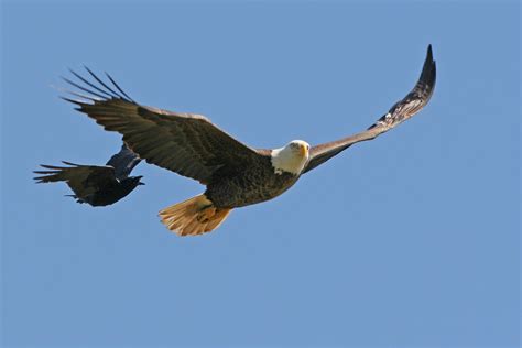 Fish Crow Chasing An American Bald Eagle 30 Frank Kocsis Jr Flickr