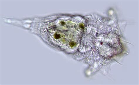 Rotifer Gallery