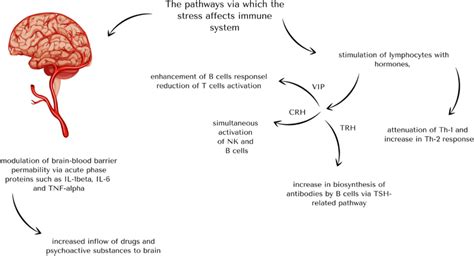 The Visualization Of The Pathways Via Which The Stress Connected With