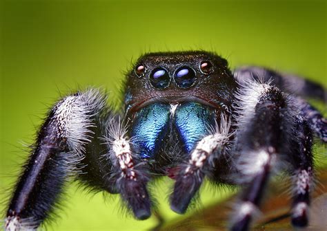 Adult Male Phidippus Audax Jumping Spider A Photo Of The S Flickr