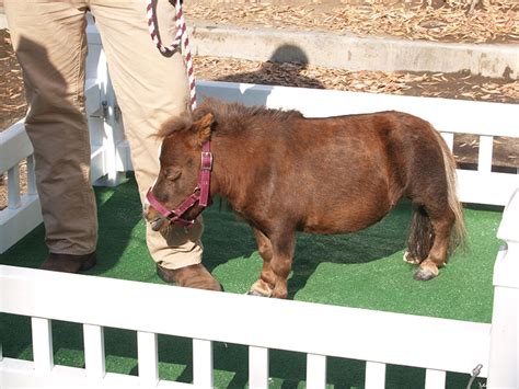 Miniature Horses | Oklahoma State University