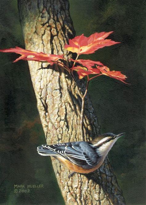 Red-breasted Nuthatch painting by Mark Mueller Autumn Painting, Birds ...