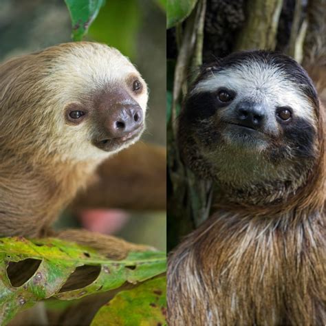 Unveiling the Behavior and Activity of Sloths