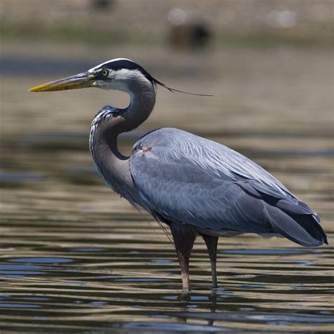 Great Blue Heron By Mike Baird Travel Florida Wildlife Birds