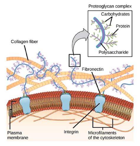 3 The Extracellular Matrix Schematic Of The Ecm Components The