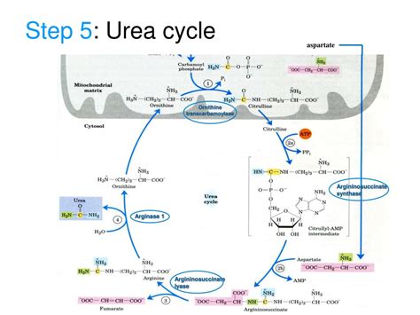 Ppt Urea Cycle Powerpoint Presentation Free Download Id6334881