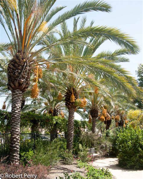 Date Palm Waterwise Garden Planner