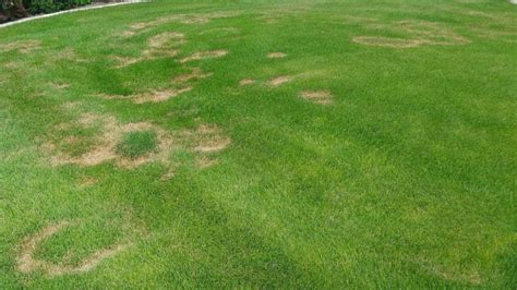 Necrotic Ring Spot on cool season grass