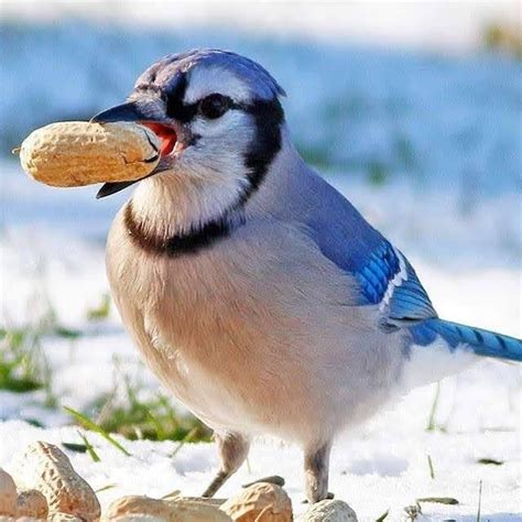 Pin By HEIDI ALFONZO On Blue Jays In My Garden Backyard Birds Bird