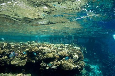 Arrecife De Coral En El Mar Rojo Egipto Paisaje Subacuático Con Peces