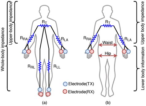 Sensors Free Full Text Dry Electrode Based Body Fat Estimation System With Anthropometric