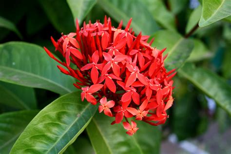 Ixora Plant Care And Complete Guide | Plantly