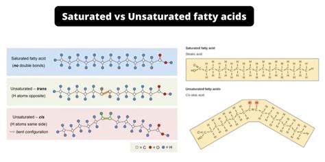 Difference Between Saturated And Unsaturated Fatty Acids Biology