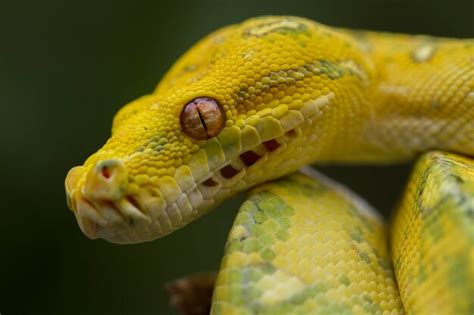 Green Tree Python Morelia Viridis En La Rama De Un Rbol Serpiente De