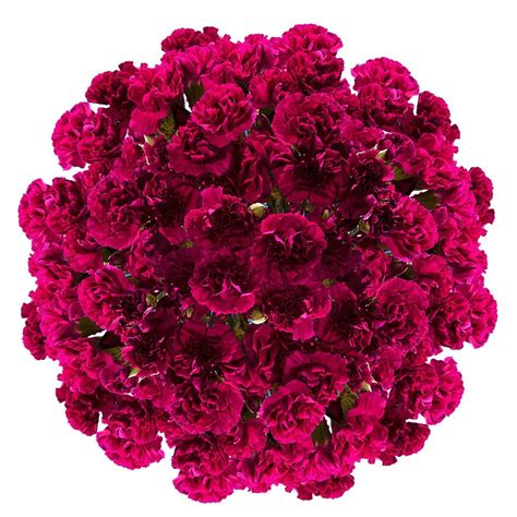 Amazon Globalrose Stems Of Fresh Cut Purple Spray Carnations