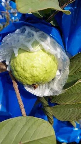 Full Sun Exposure Green VNR BHI Guava Plant For Fruits At Rs 170 Unit