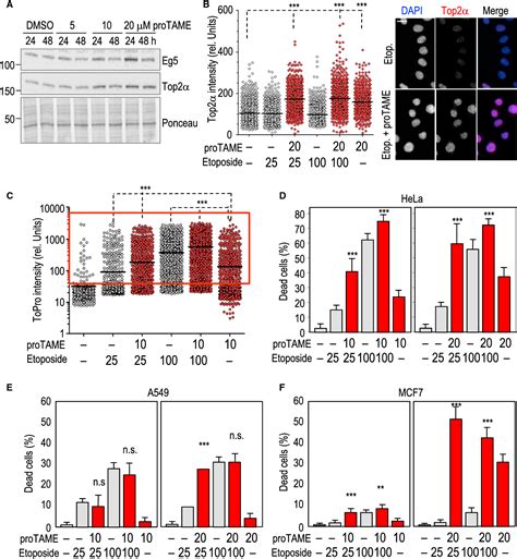 Figure 1 From A Synthetic Lethal Interaction Between APC C And