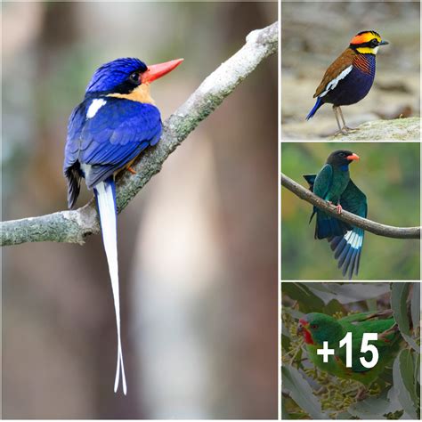 Meet 12 Of Australia’s Most Beautiful Birds!