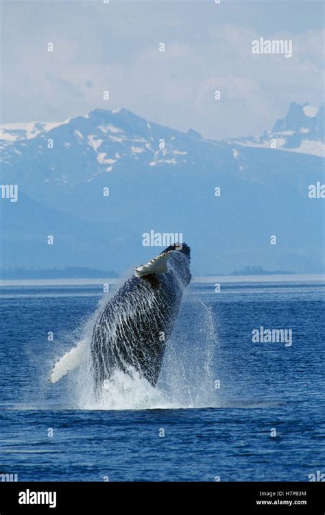 Humpback Whale Megaptera Novaeangliae Breaching Southeast Alaska