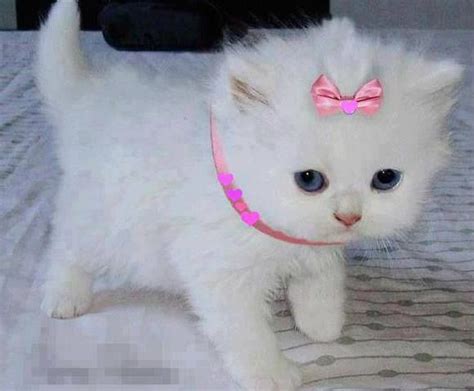 White kitten with pink bow | Cute Cats and Kittens | Pinterest